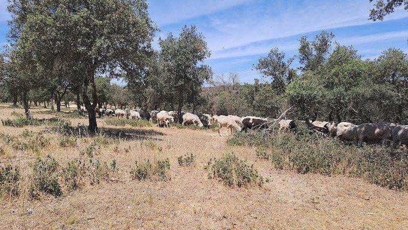 Dehesa Boyal