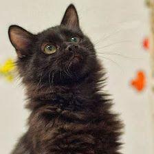 Neko Clínica Felina