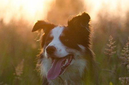 Oscar Polo - Adiestramiento de Perros de Caza