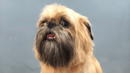 Salón de peluquería canina Kikecan