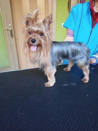 La Pelu Canina