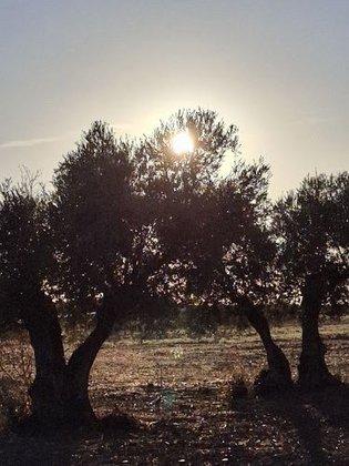 GESTIGRAS - Gestión integral de grasas y aceites vegetales