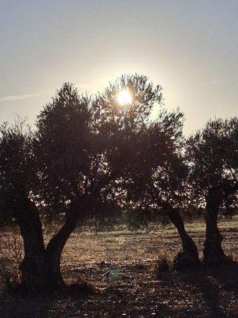 GESTIGRAS - Gestión integral de grasas y aceites vegetales