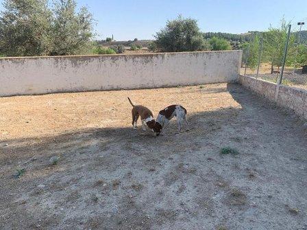 Noradog Centro Canino