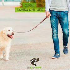 Solo Es Un PERRO