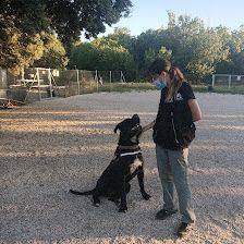 WeDogit Educación Canina
