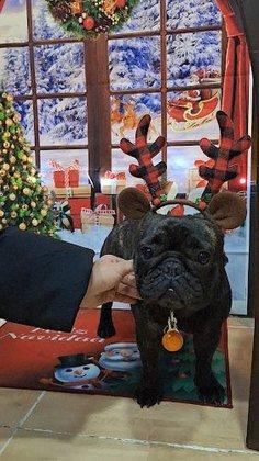 Baffetti peluquería canina