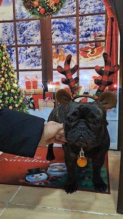 Baffetti peluquería canina