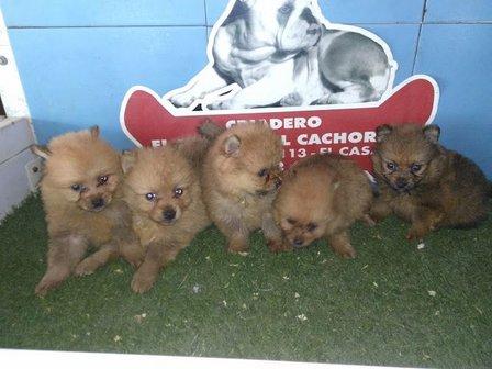 El Mundo del Cachorro
