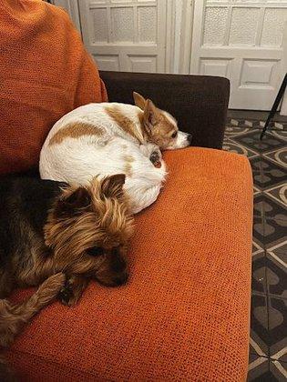 Cuidadora Canina Madrid