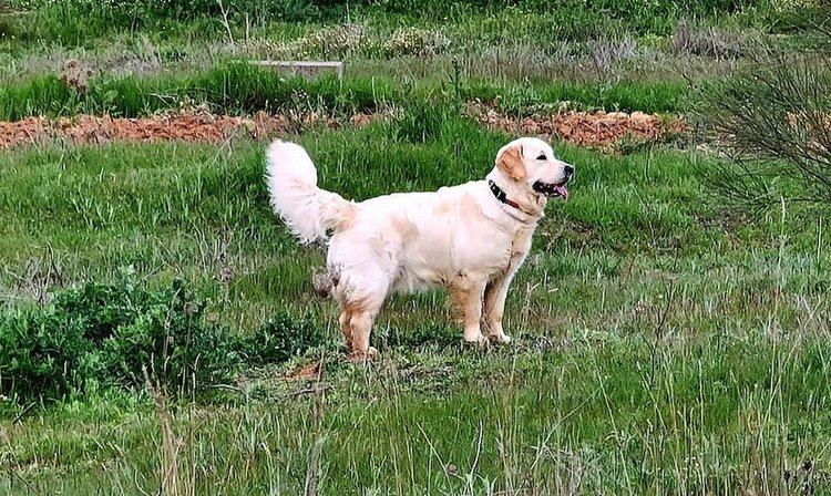 Clínica Veterinaria MOVILVET El Casar