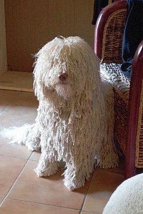 Doggydogs.