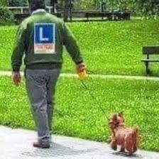 NORTEDOG