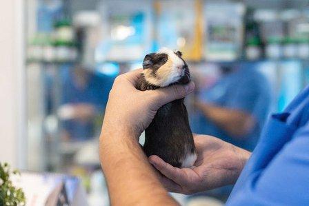 Clínica Veterinaria Oporto