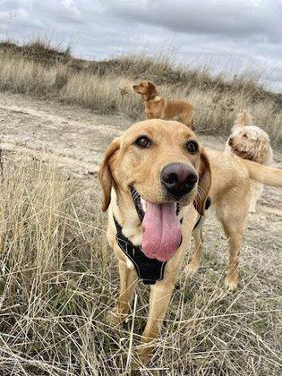 Kaizen Dogs