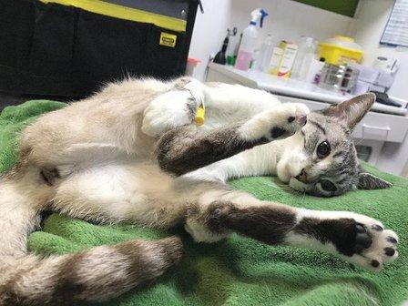 Clínica Veterinaria Las Rozas GAIA
