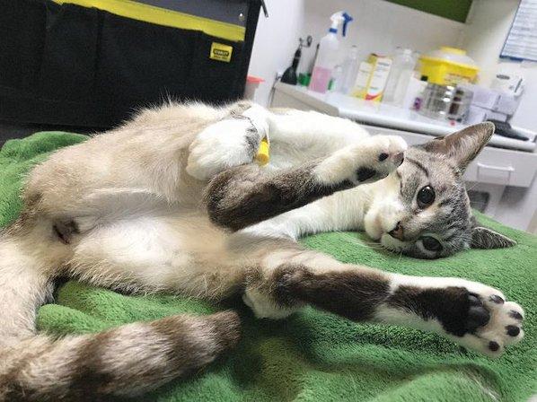 Clínica Veterinaria Las Rozas GAIA