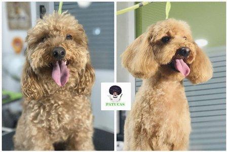 PATUCAS Peluquería Canina
