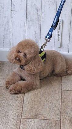 Pakypet: peluquería y estética canina