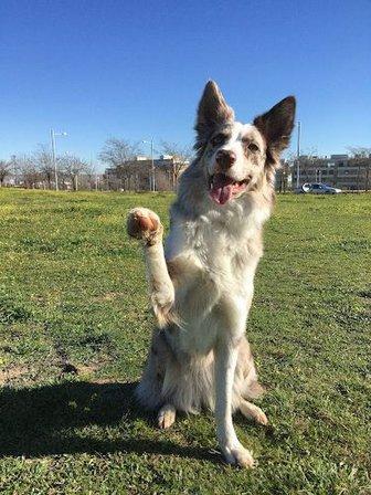 actuarperro Adiestramiento Canino Profesional