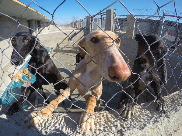 Scooby Protectora de Animales