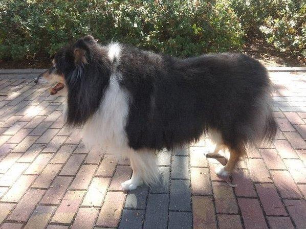 Peluqueria canina Yeky