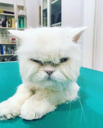 Peluqueria Canina El Castillo