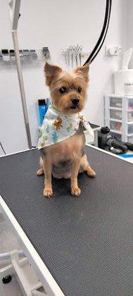 Clínica Veterinaria Petconnection