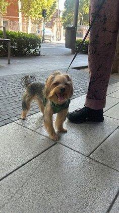 Peluquería canina MARCOS Arriaza
