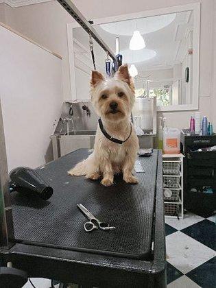 Peluqueria Canina NaturaluX