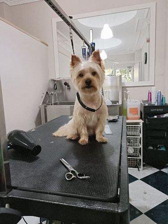 Peluqueria Canina NaturaluX