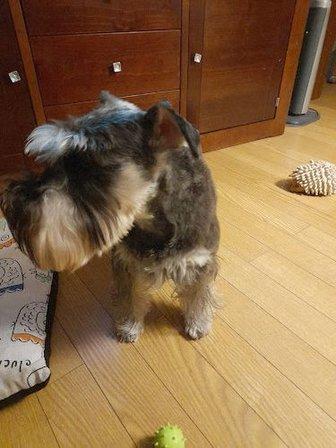 El Arte Del Grooming