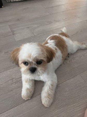 Peluquería DoggyLand