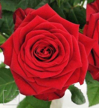 Akire Flowers