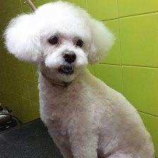 Peluqueria Estetica Canina La Tropa