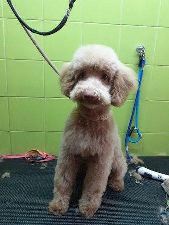Peluqueria Estetica Canina La Tropa