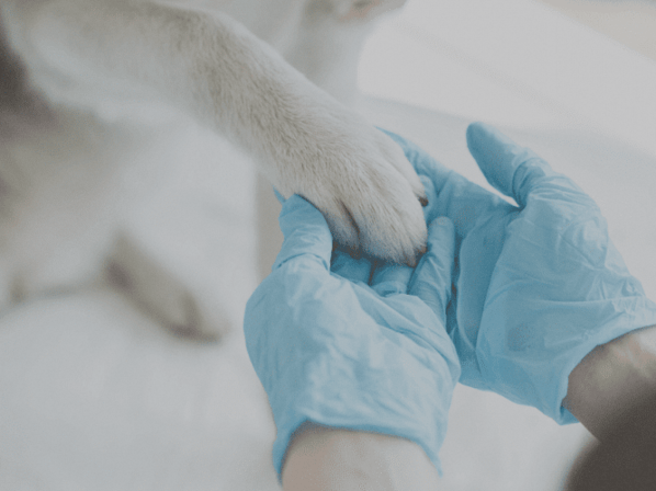 Veterinary Clinic Park 1