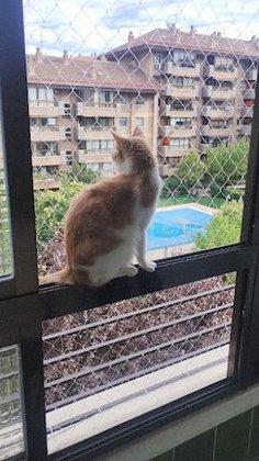 Redes para GATOS Madrid