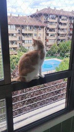Redes para GATOS Madrid