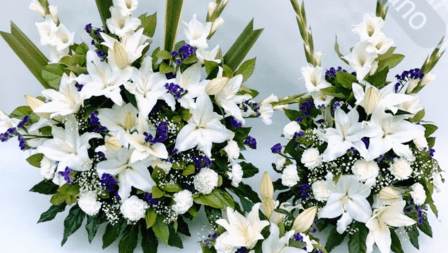 FLORISTERIA CANO