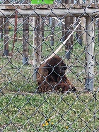 Primate Rescue Center Rainfer
