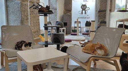 La Gatoteca