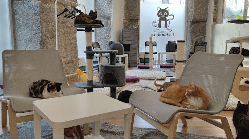 La Gatoteca