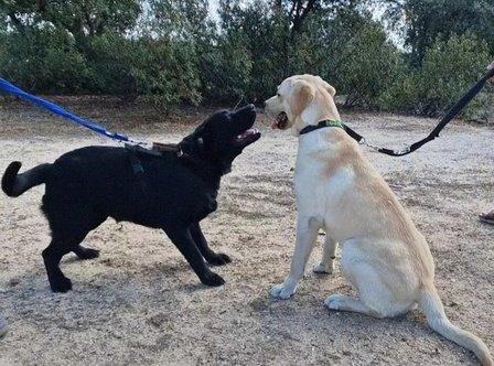 Fundación Once Perro Guía, FOPG