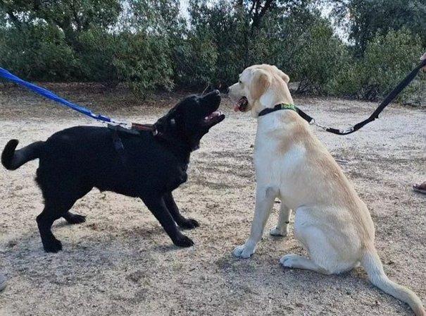 Fundación Once Perro Guía, FOPG