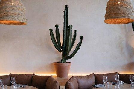Lamucca de Andes (Organic Parilla)