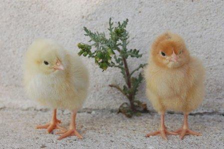 LA GALLINERA