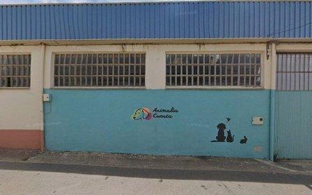 Animalia cuenca
