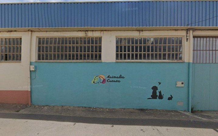 Animalia cuenca