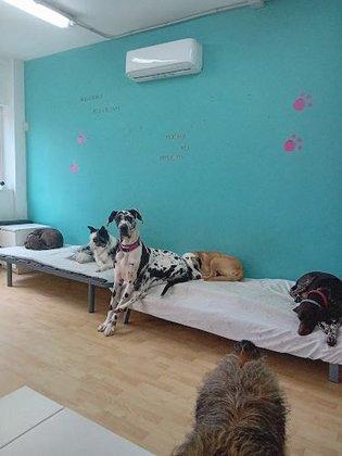 La Petucasa Guardería Canina